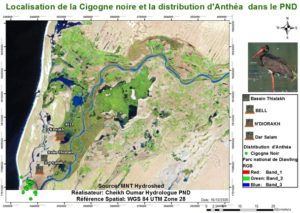 Localisation de la cigogne noire et la distribution d’Anthéa